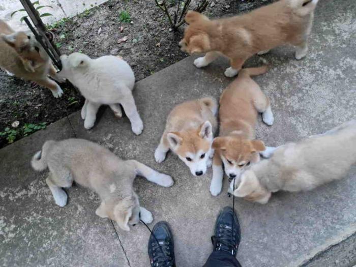 japanska akita štenci na prodaju besplatni mali oglasi