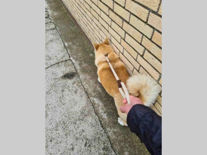 japanska akita štenci na prodaju besplatni mali oglasi