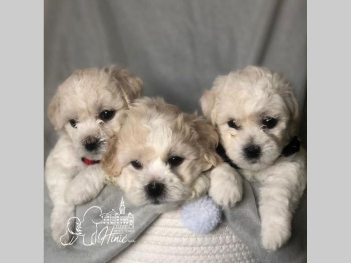 kovrdžavi bišon štenci besplatni mali oglasi