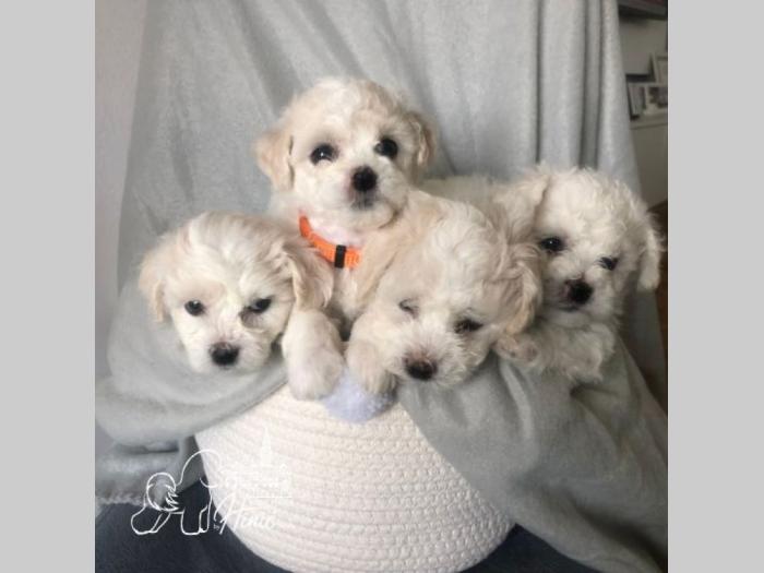 kovrdžavi bišon štenci besplatni mali oglasi