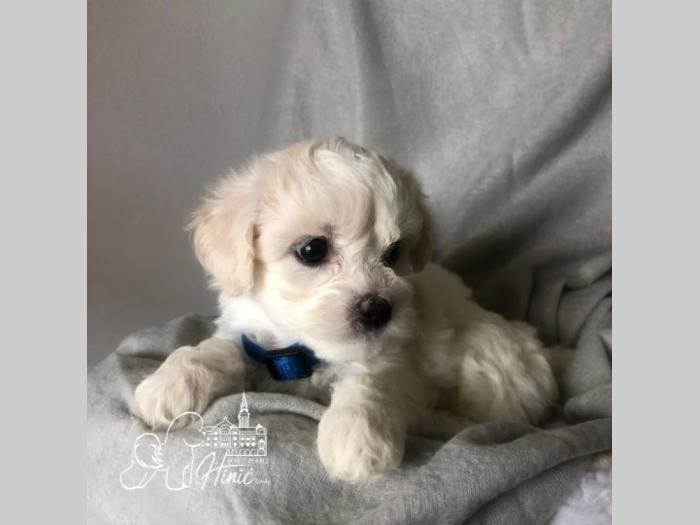 kovrdžavi bišon štenci besplatni mali oglasi