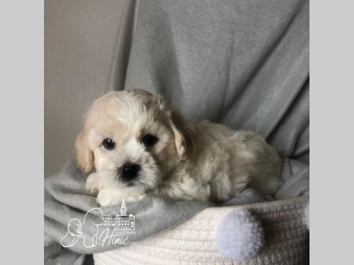 kovrdžavi bišon štenci besplatni mali oglasi