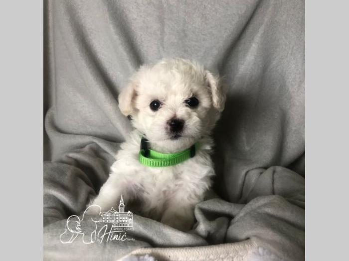 kovrdžavi bišon štenci besplatni mali oglasi