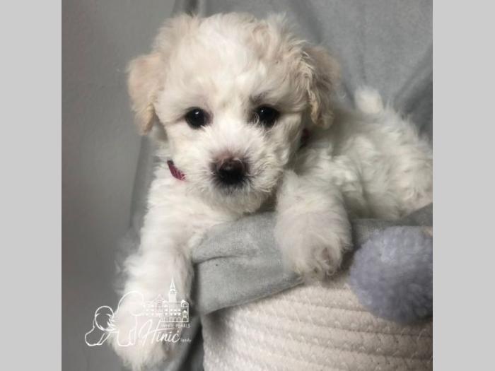 kovrdžavi bišon štenci besplatni mali oglasi