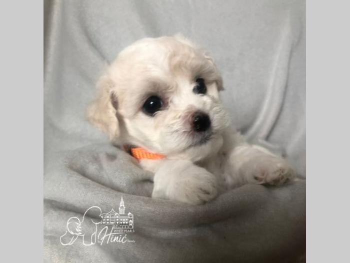 kovrdžavi bišon štenci besplatni mali oglasi