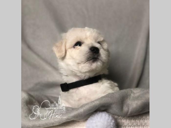 kovrdžavi bišon štenci besplatni mali oglasi