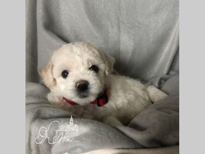 kovrdžavi bišon štenci besplatni mali oglasi