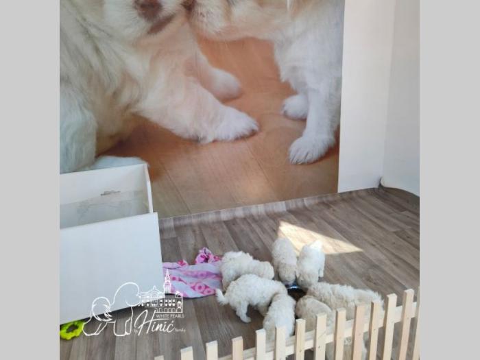 kovrdžavi bišon štenci besplatni mali oglasi