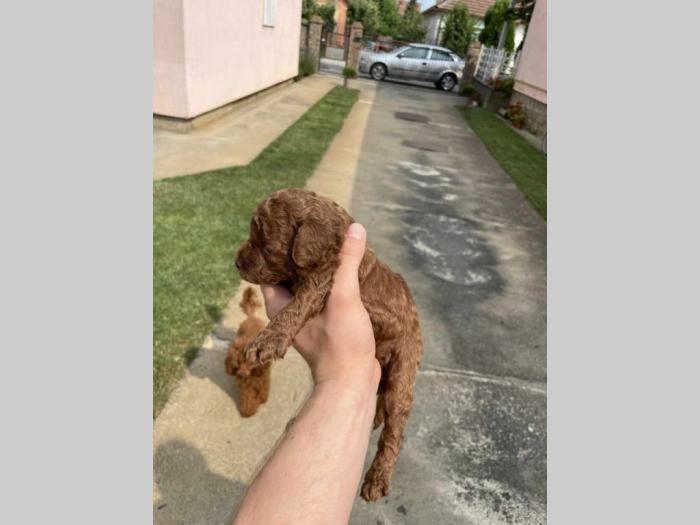 vrhunske toy pudle 4 muška šteneta besplatni mali oglasi