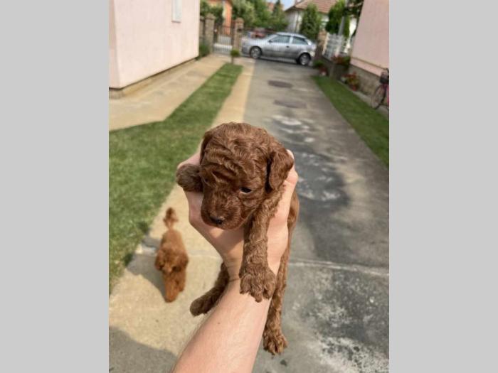 vrhunske toy pudle 4 muška šteneta besplatni mali oglasi