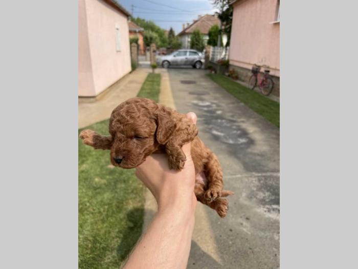 vrhunske toy pudle 4 muška šteneta besplatni mali oglasi
