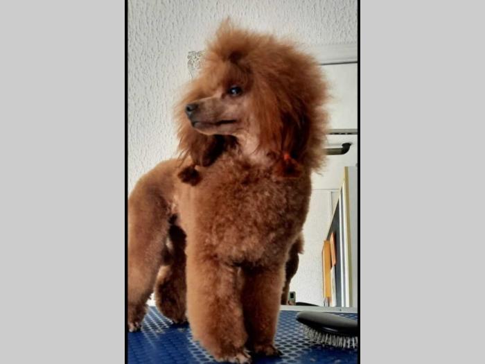 vrhunske toy pudle 4 muška šteneta besplatni mali oglasi