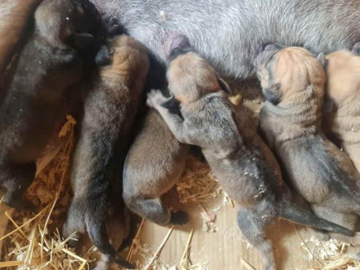 tosa inu japanski borac rezervacija štenaca besplatni mali oglasi