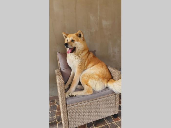 štenci japanske akite besplatni mali oglasi