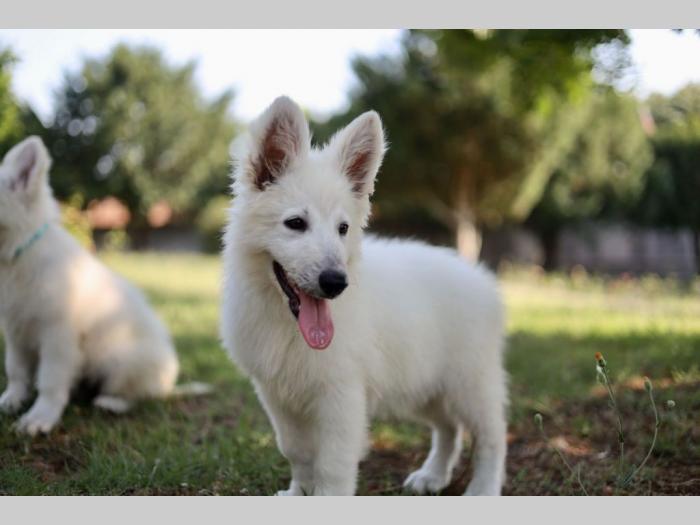 beli švajcarski ovčar prelepi štenci besplatni mali oglasi