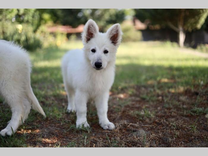 beli švajcarski ovčar prelepi štenci besplatni mali oglasi