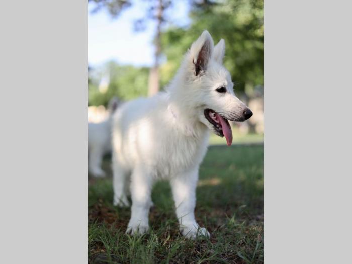 beli švajcarski ovčar prelepi štenci besplatni mali oglasi