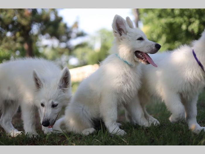 beli švajcarski ovčar prelepi štenci besplatni mali oglasi