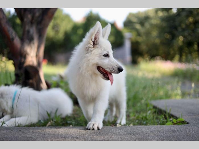 beli švajcarski ovčar prelepi štenci besplatni mali oglasi