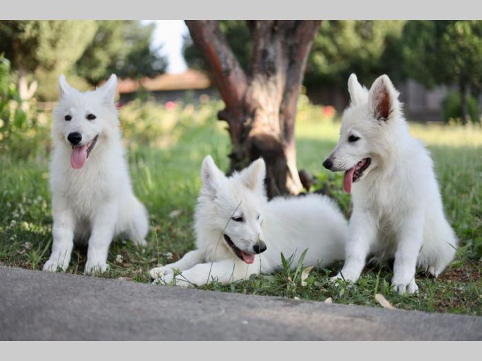 beli švajcarski ovčar prelepi štenci besplatni mali oglasi
