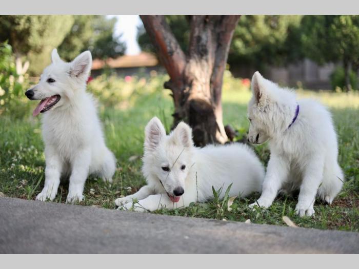 beli švajcarski ovčar prelepi štenci besplatni mali oglasi