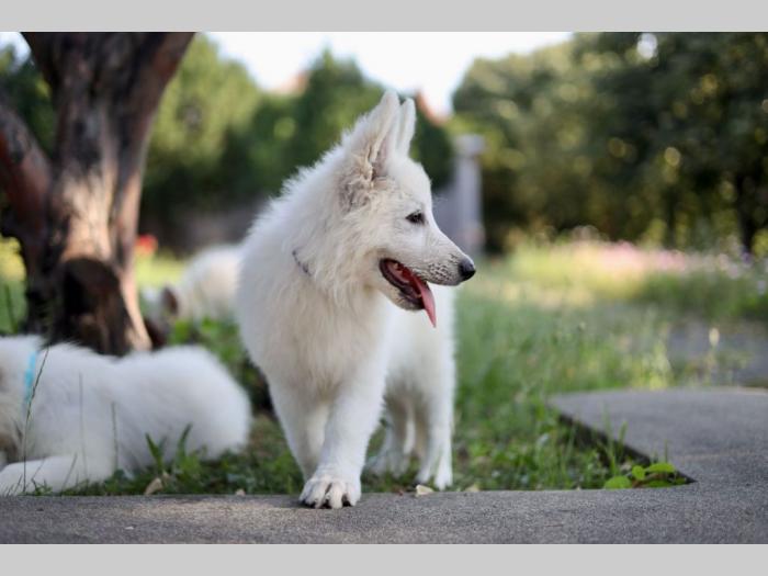 beli švajcarski ovčar prelepi štenci besplatni mali oglasi