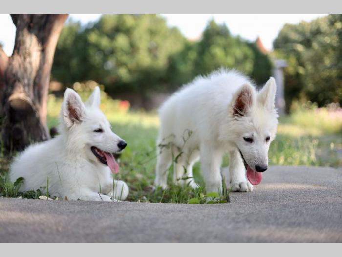 beli švajcarski ovčar prelepi štenci besplatni mali oglasi