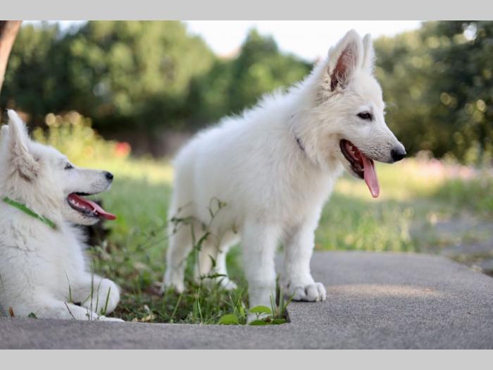 beli švajcarski ovčar prelepi štenci besplatni mali oglasi