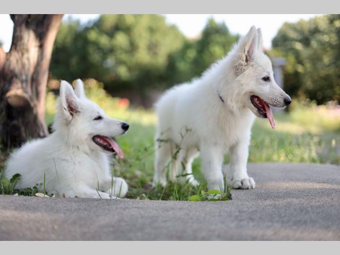 beli švajcarski ovčar prelepi štenci besplatni mali oglasi