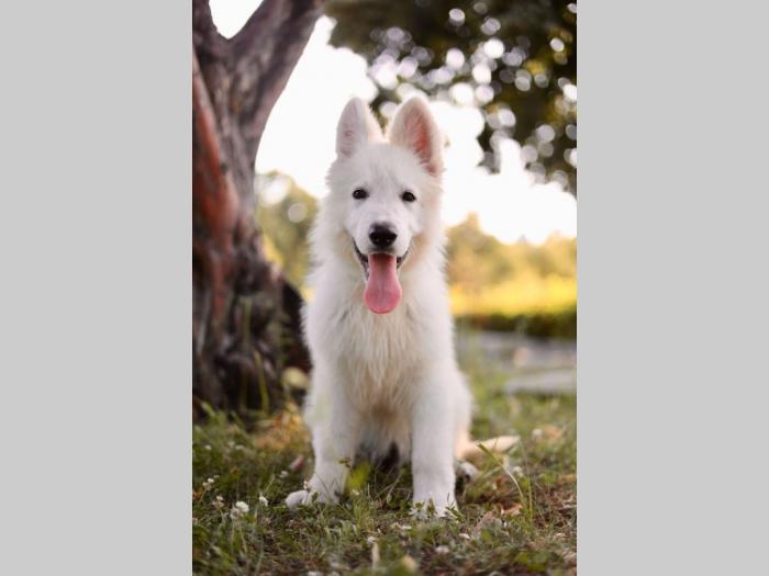 beli švajcarski ovčar prelepi štenci besplatni mali oglasi