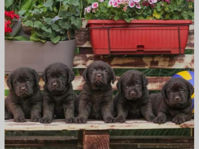 labrador retriver štenci braon boje besplatni mali oglasi