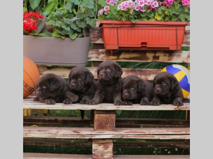 labrador retriver štenci braon boje besplatni mali oglasi