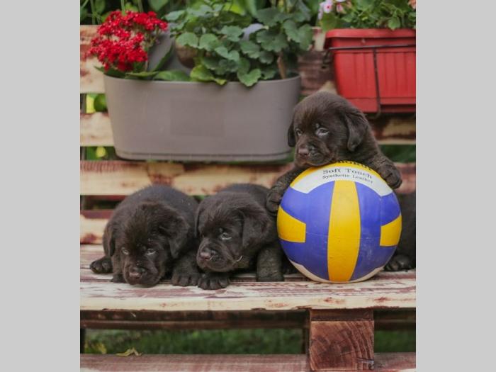 labrador retriver štenci braon boje besplatni mali oglasi