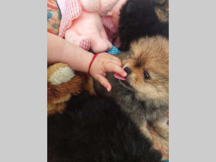 prelepi štenci pomeranaca besplatni mali oglasi