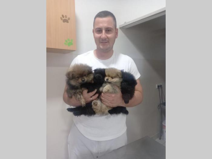 prelepi štenci pomeranaca besplatni mali oglasi