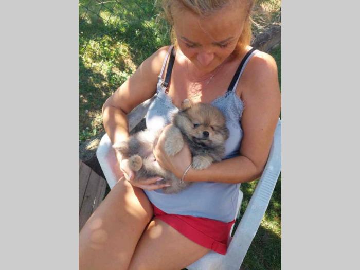 prelepi štenci pomeranaca besplatni mali oglasi