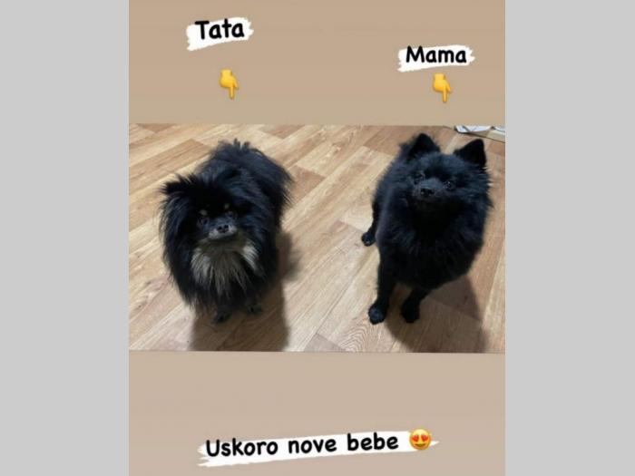 prelepi štenci pomeranaca besplatni mali oglasi