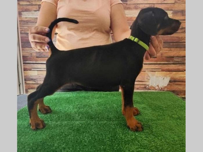 doberman štenci besplatni mali oglasi