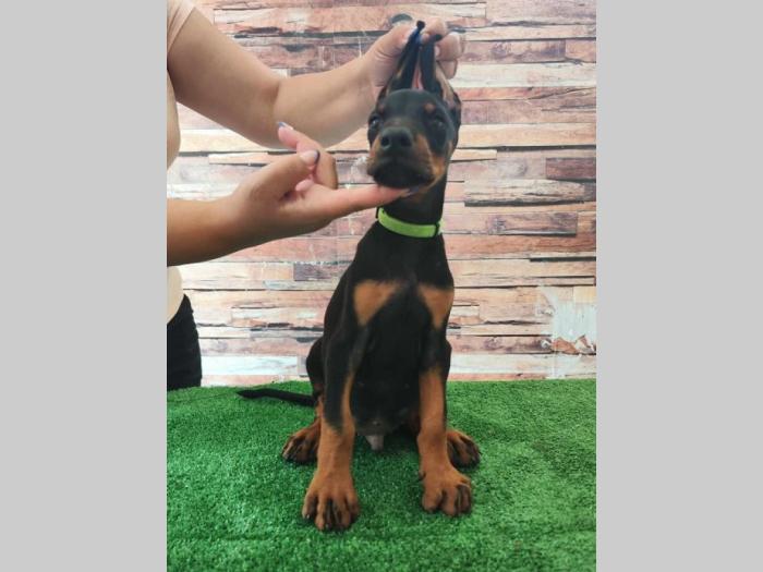 doberman štenci besplatni mali oglasi