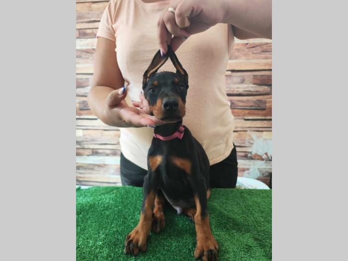 doberman štenci besplatni mali oglasi