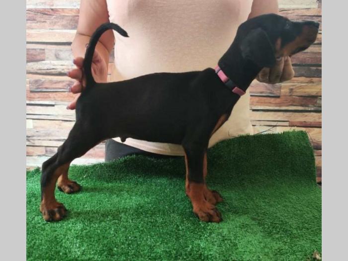 doberman štenci besplatni mali oglasi