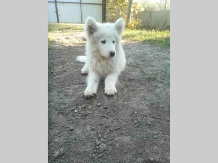 sibirski samojed štenci besplatni mali oglasi