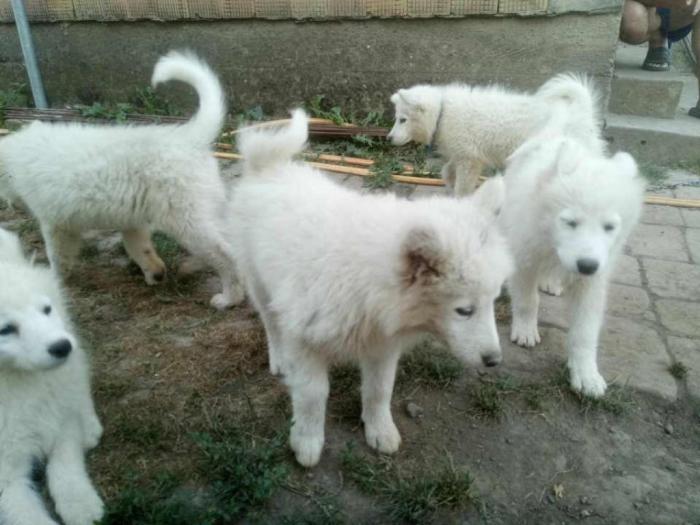 sibirski samojed štenci besplatni mali oglasi