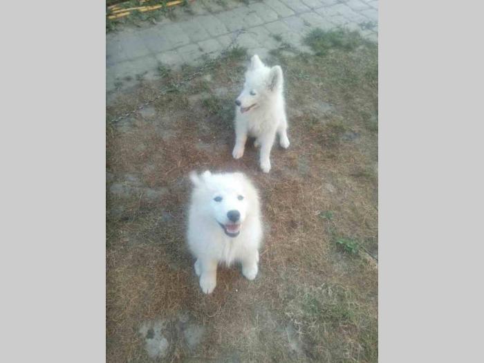 sibirski samojed štenci besplatni mali oglasi