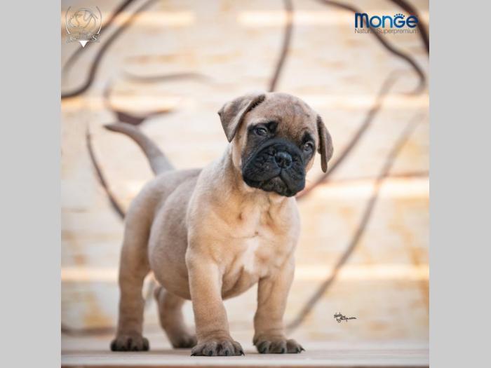 home of guardians bullmastiff kennel besplatni mali oglasi