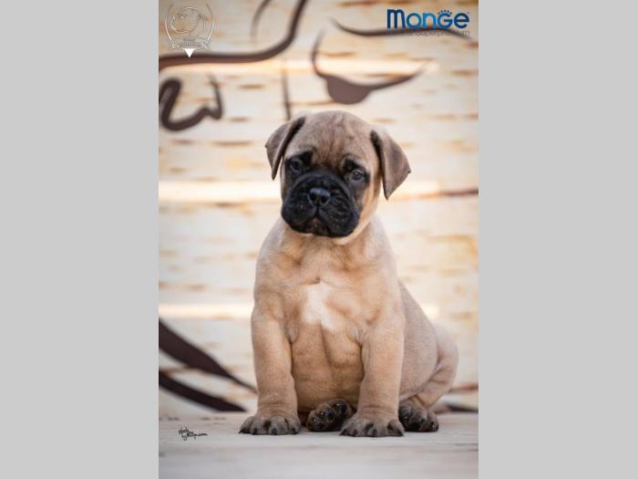 home of guardians bullmastiff kennel besplatni mali oglasi