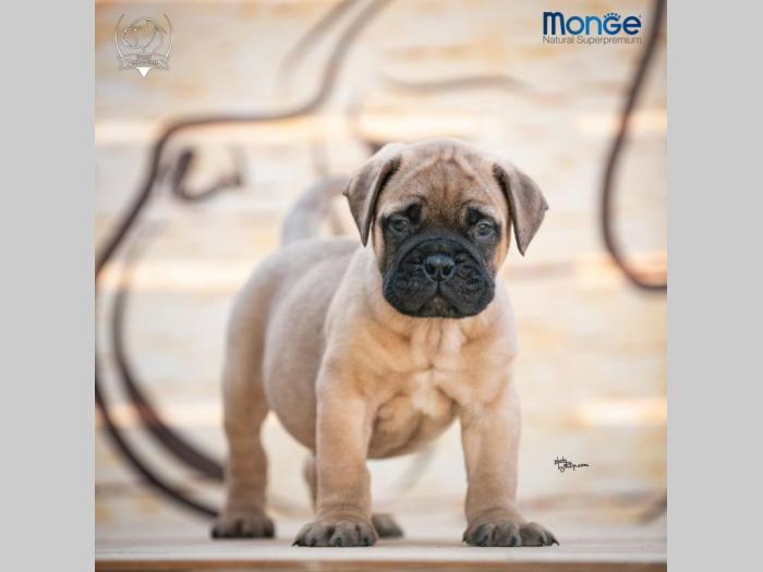 home of guardians bullmastiff kennel besplatni mali oglasi