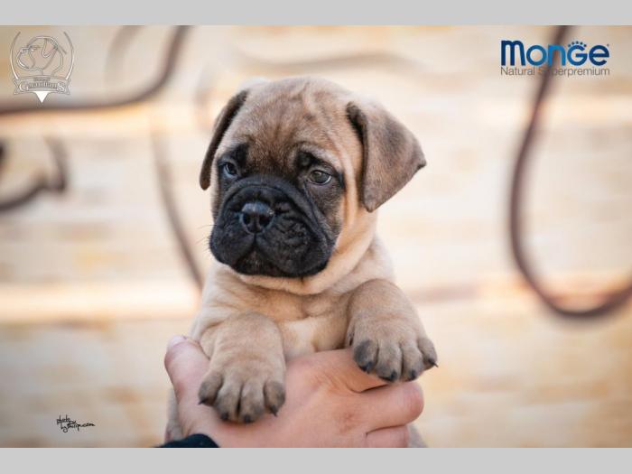 home of guardians bullmastiff kennel besplatni mali oglasi