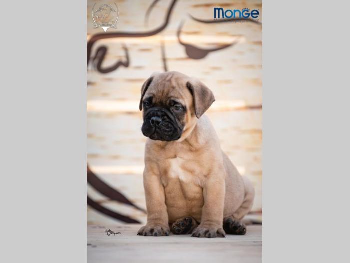 home of guardians bullmastiff kennel besplatni mali oglasi