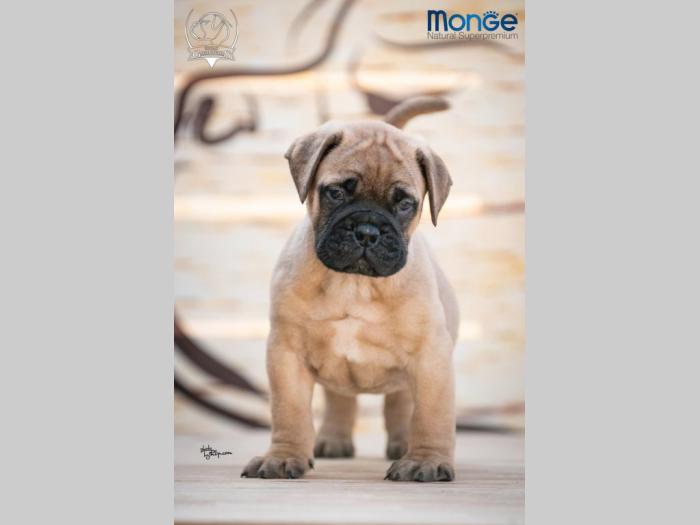 home of guardians bullmastiff kennel besplatni mali oglasi